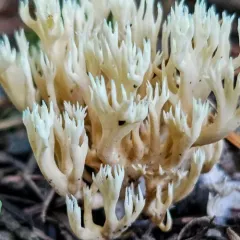 Lentaria dendroidea thumbnail 1