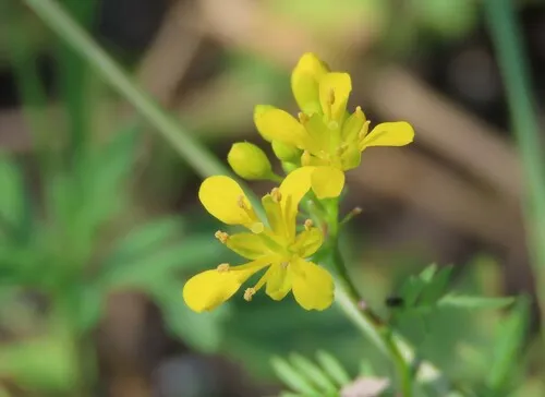 Spreading Yellowcress
