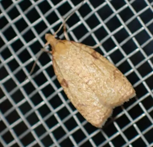 Cenopis saracana