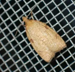 Cenopis saracana thumbnail 1