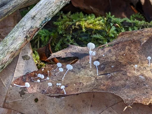 Mycena mucor
