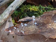 Mycena mucor thumbnail 1