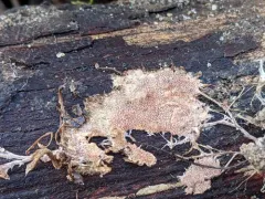 Etheirodon fimbriatum thumbnail 3
