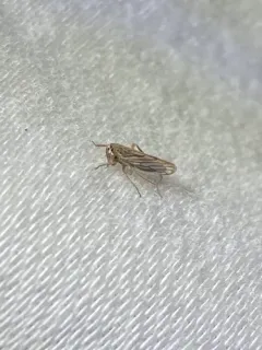 Gray Lawn Leafhopper thumbnail 4