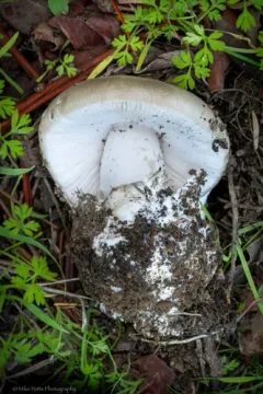 Candlestick Amanita thumbnail 2