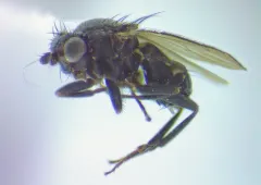 Apteromyia claviventris thumbnail 2