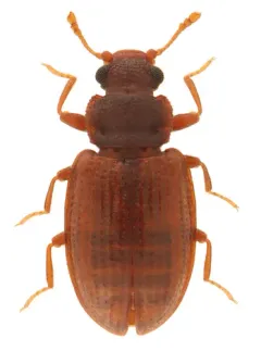 Enicmus tenuicornis thumbnail 3