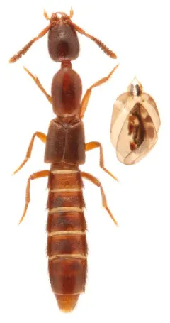 Long-collared Rove Beetle thumbnail 3