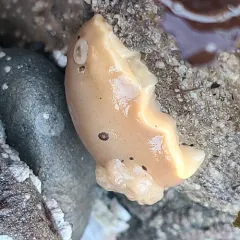San Diego Dorid thumbnail 2