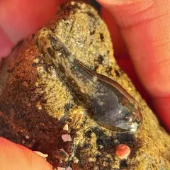 Northern Clingfish thumbnail 3