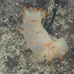 Modest Clown Dorid thumbnail 2