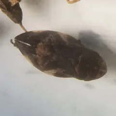 Diamondback Spittlebug thumbnail 2