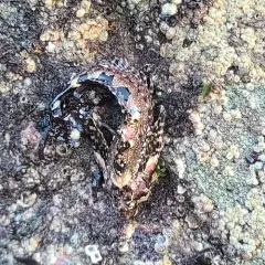 Calico Sculpin thumbnail 3