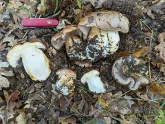 Phlegmacium balteatocumatile thumbnail 2