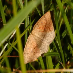 Cyclophora dataria thumbnail 2