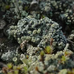 Granular Mottled-disk Lichen thumbnail 4