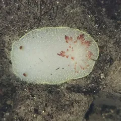 Nanaimo Dorid thumbnail 3