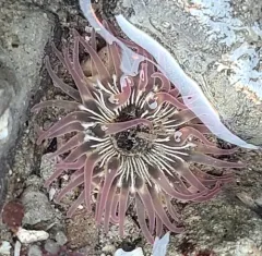 warty columned anemone thumbnail 2