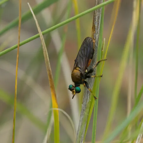 Lampria rubriventris