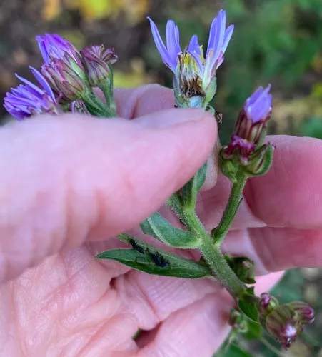 Tatarian Aster