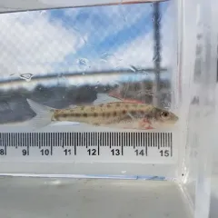 Trout-perch thumbnail 3