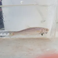 Lake Chub thumbnail 3