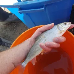 Mountain Whitefish thumbnail 4