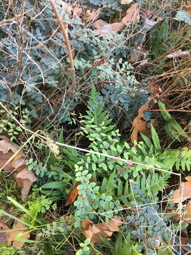 Coffee Fern