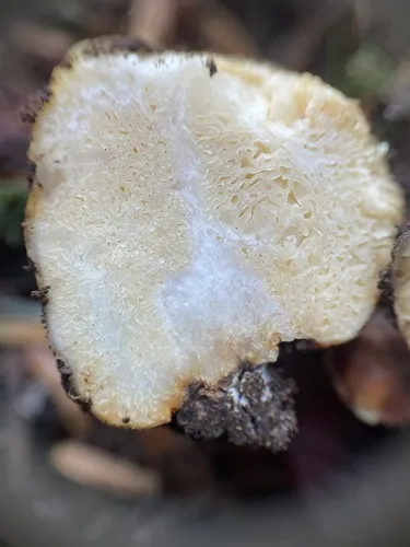 Russula monticola