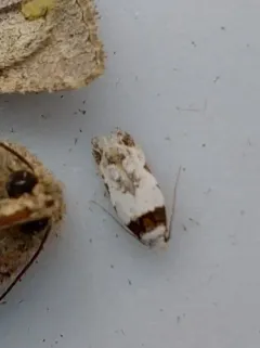 Rifseria fuscotaeniaella thumbnail 2