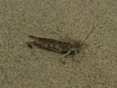 Toothed Field Grasshopper thumbnail 4