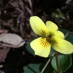 Redwood Violet thumbnail 1