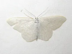 Scopula quinquelinearia thumbnail 3