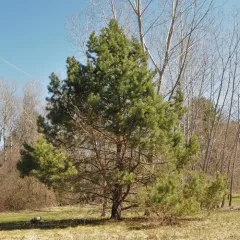 Scots pine thumbnail 4