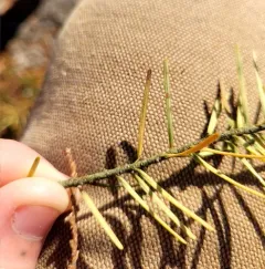 Swiss needle cast thumbnail 2