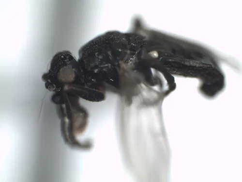 Ischiolepta vaporariorum