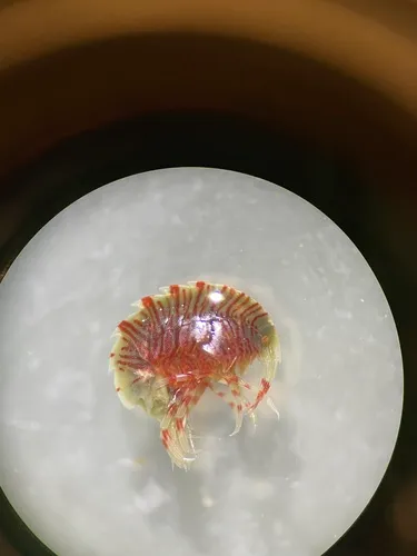 Acanthonotozoma serratum