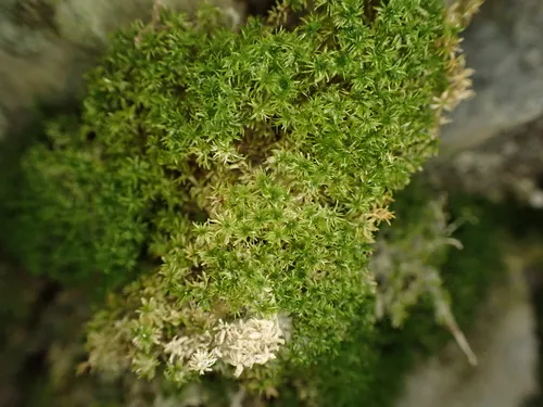 Lime-seep Eucladium