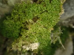 Lime-seep Eucladium thumbnail 1