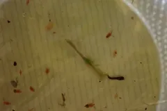 Alkali Fairy Shrimp thumbnail 2