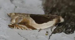 Ancylis spiraeifoliana thumbnail 2