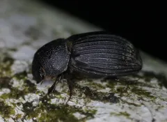 Dialytes ulkei thumbnail 2