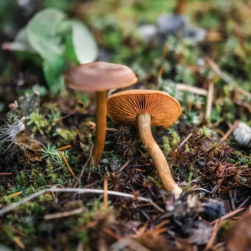 saffron webcap