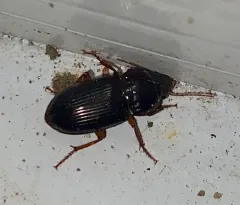 Amara pennsylvanica thumbnail 2