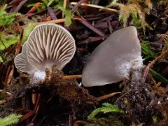Arrhenia subglobisemen thumbnail 1