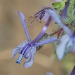 Vinegar Weed thumbnail 4