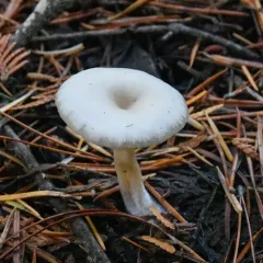 Fragrant Funnel thumbnail 3