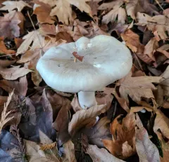 Cloudy Clitocybe thumbnail 3