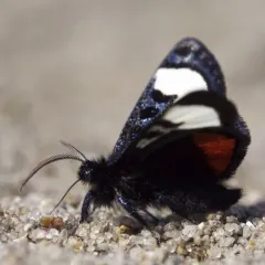 Grapevine Epimenis Moth thumbnail 3