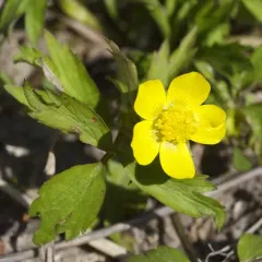 Hispid Buttercup thumbnail 4